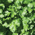 Calypso Cilantro (Coriander)