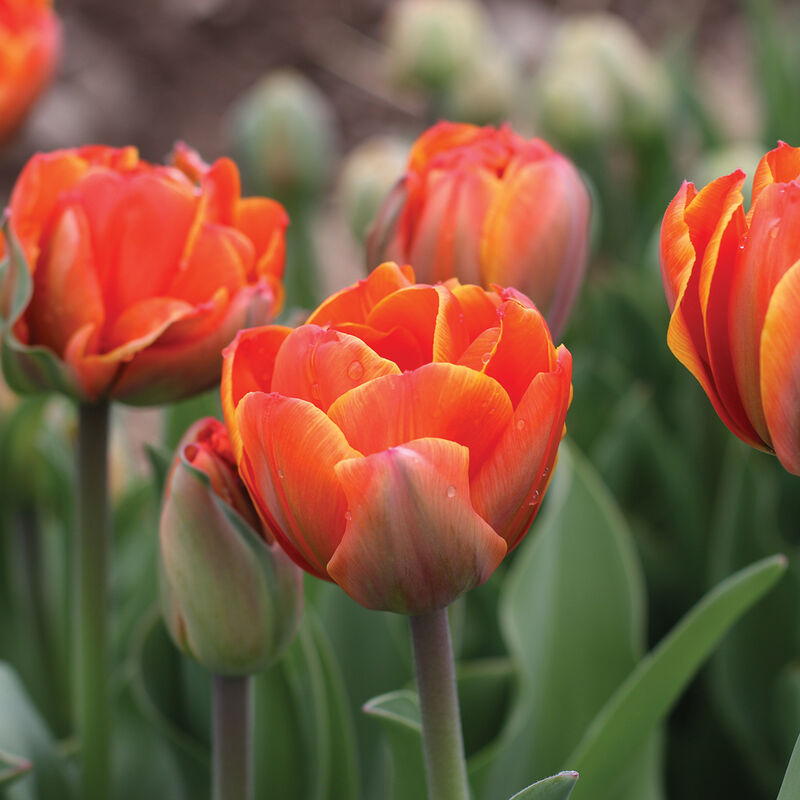 Queensday Tulips