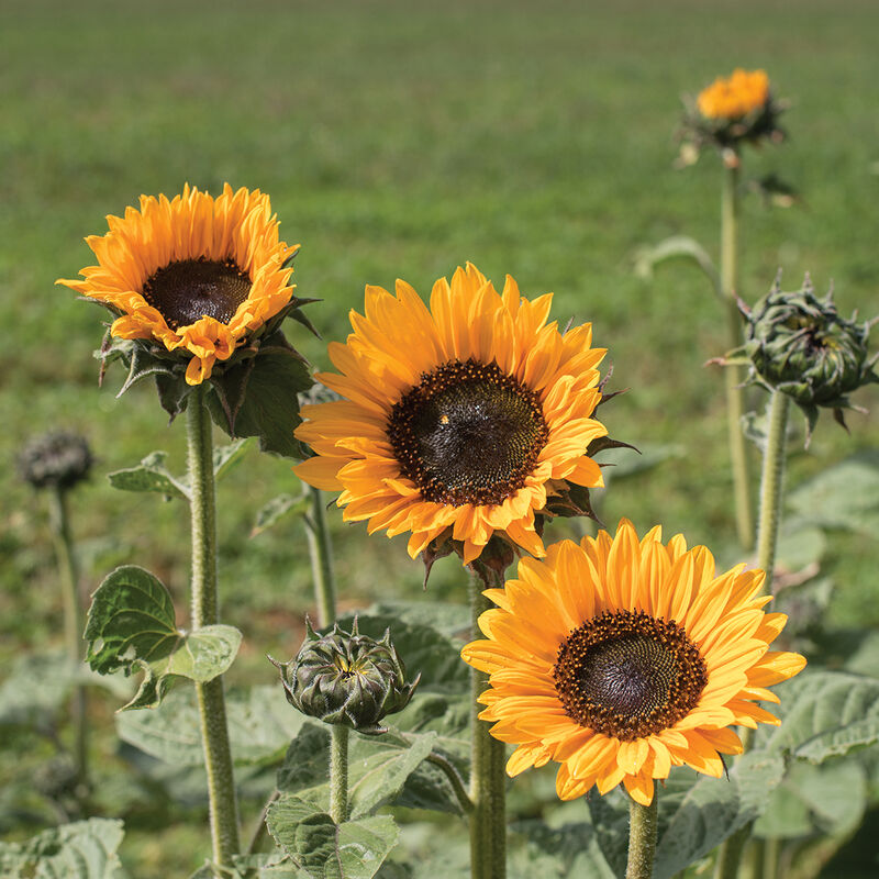 Soraya Tall Sunflowers