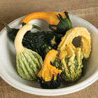 Autumn Wings Blend Gourds