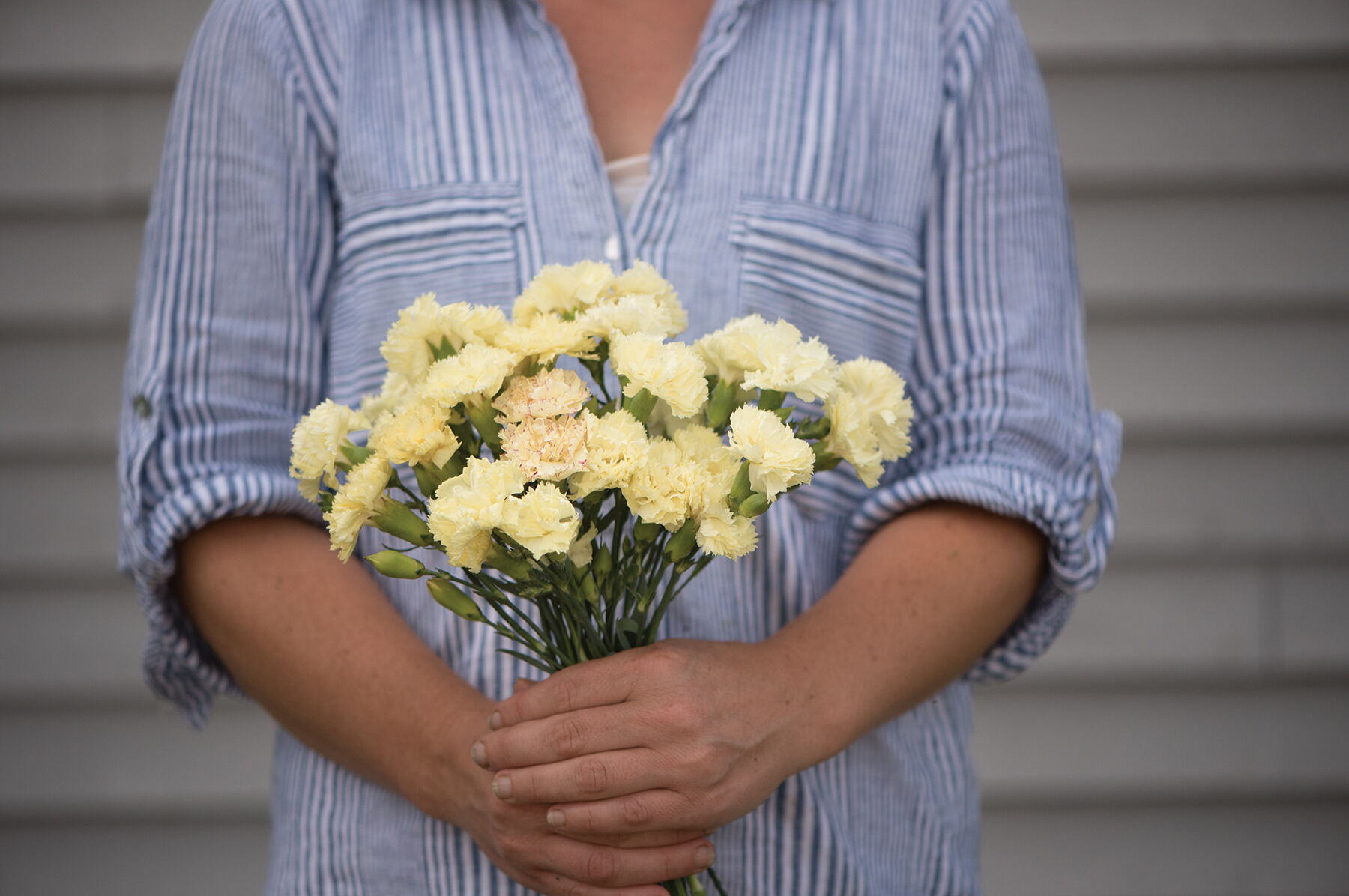 Marie Chabaud Dianthus (Sweet William)