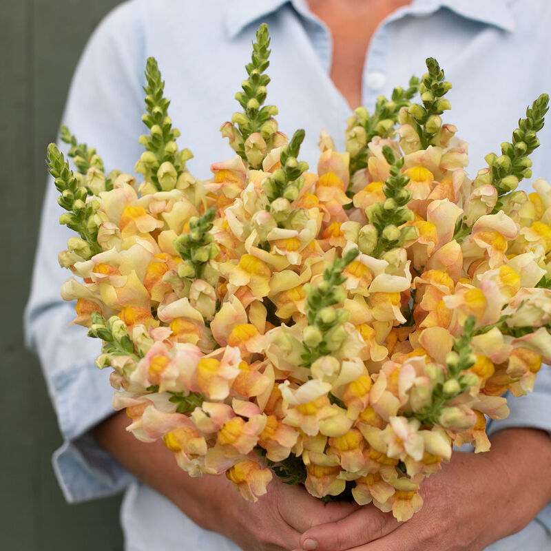 Costa Apricot Snapdragon