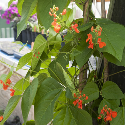Scarlet Runner Bean Scarlet Runner Bean Scarlet Runner Bean