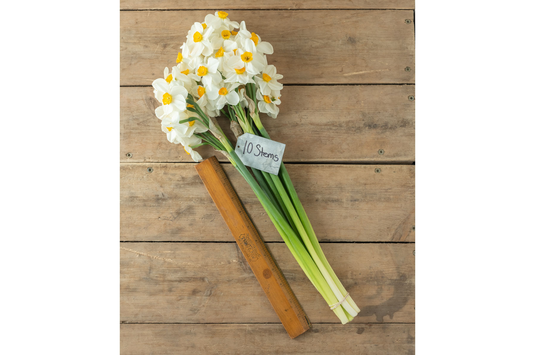 Narcissus - ヤス Narcissus Bulbs - Daffodil Varieties | Johnny's Selected Seeds