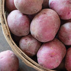 Red Port Potatoes