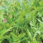 Lovage Lovage Lovage