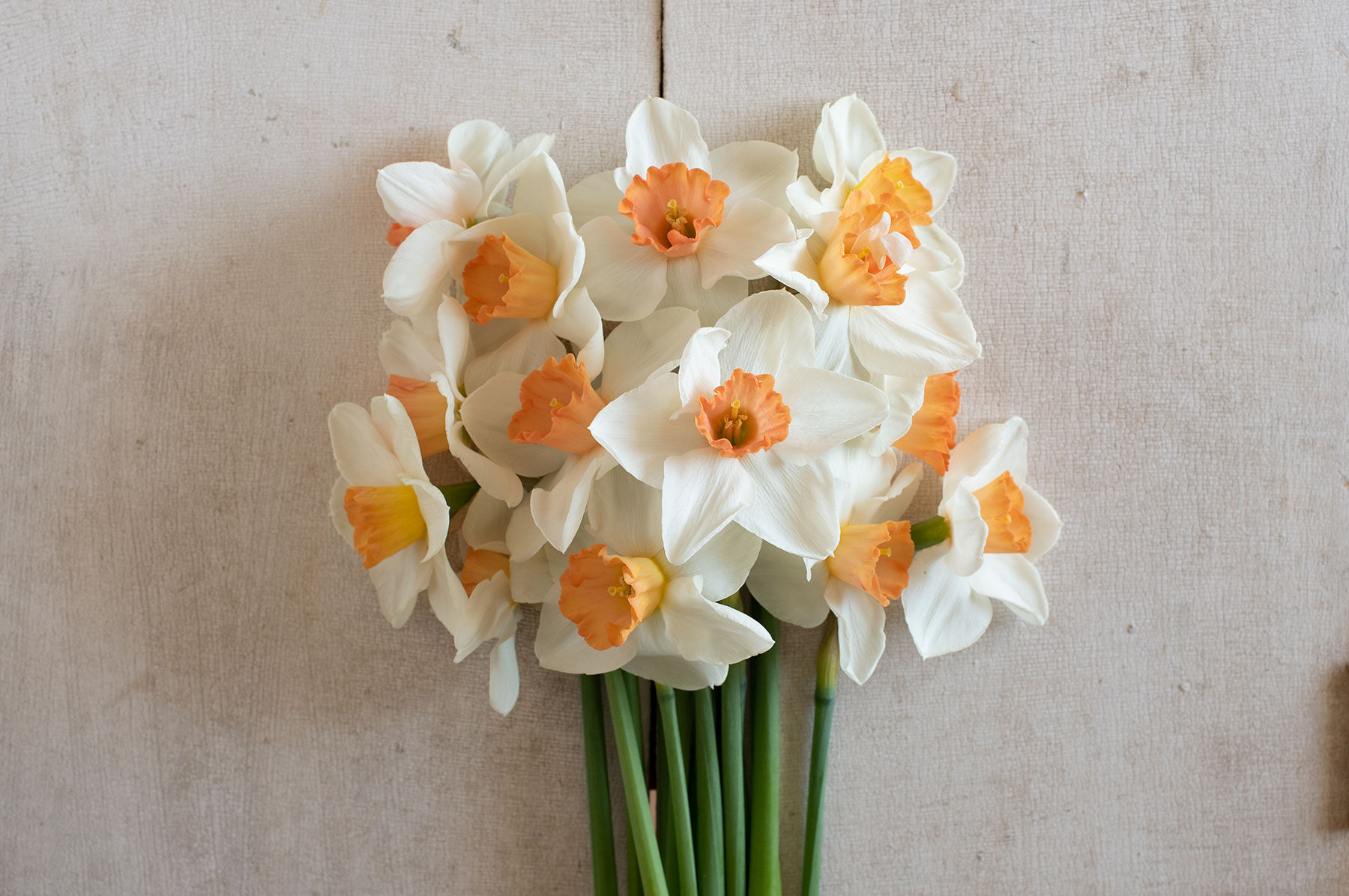 Cool Flame Narcissus