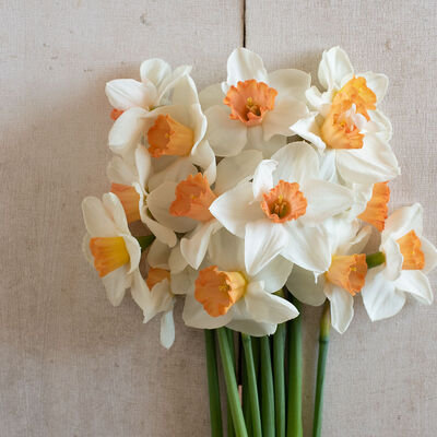 Cool Flame Narcissus