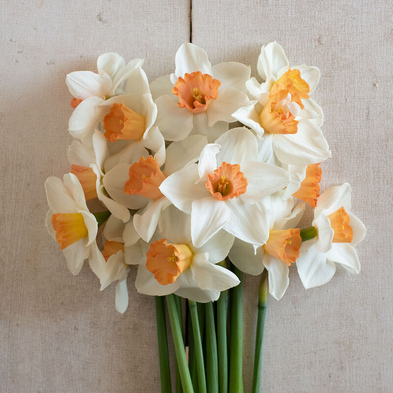 Cool Flame Narcissus