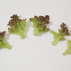 Salanova® Red Incised Salanova® Lettuce