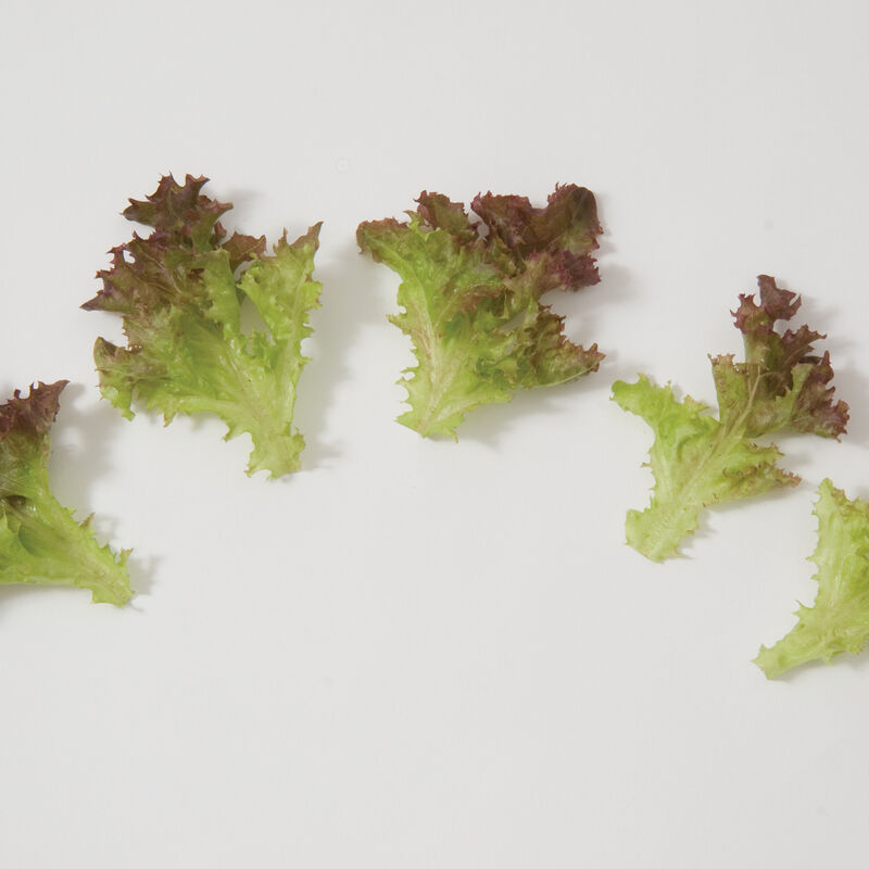 Salanova® Red Incised Salanova® Lettuce