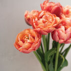 Copper Image Tulips