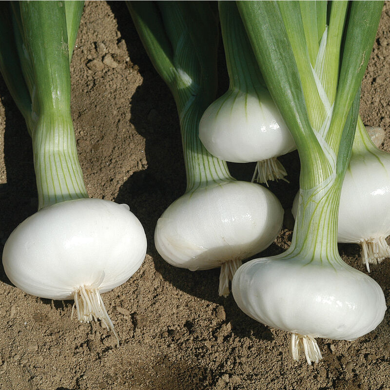 Bianca Di Maggio Cipollini Onions