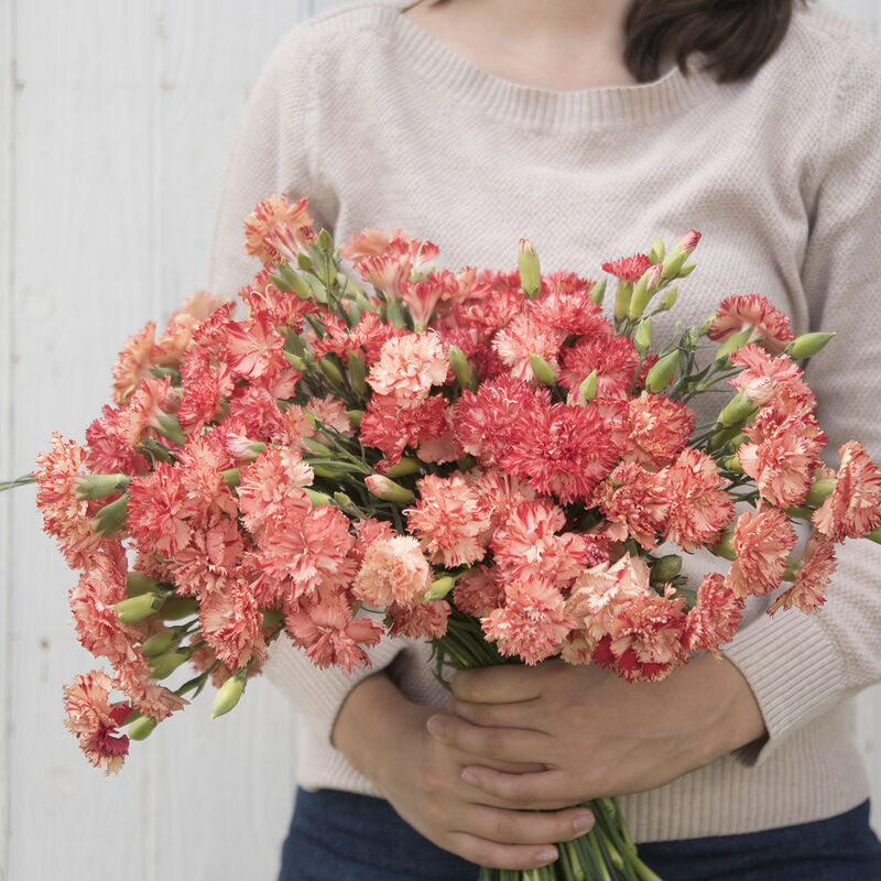Chabaud Orange Sherbet Chabaud Orange Sherbet Dianthus (Sweet William)