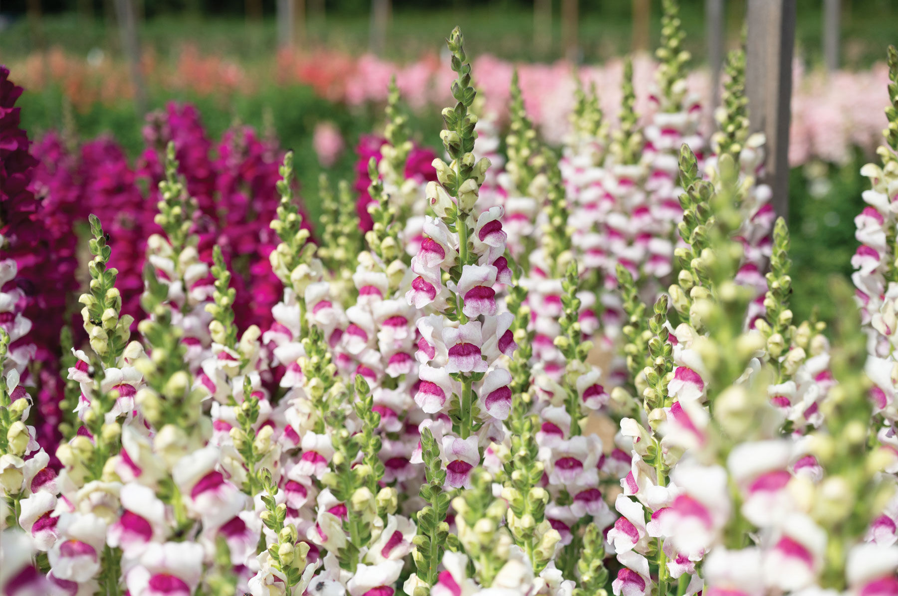 Potomac Plumblossom Warm Season (Groups 3&ndash;4)