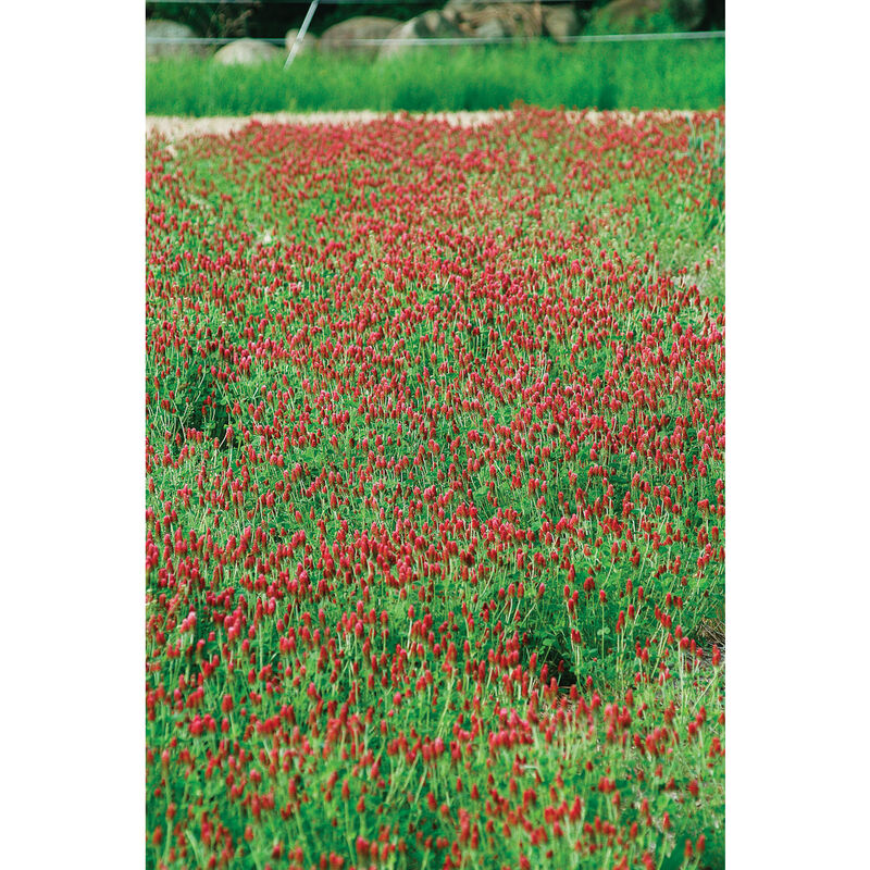 Crimson Clover Clovers