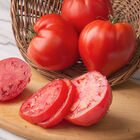 Cauralina Specialty Tomatoes
