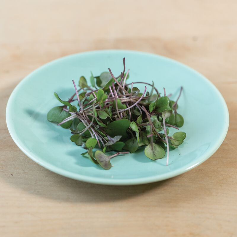 Cabbage, Red Microgreen Vegetables