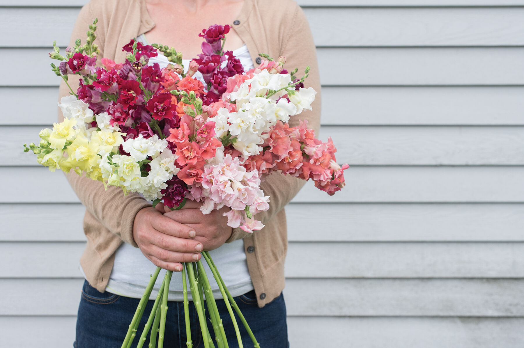 Madame Butterfly Mix Snapdragon