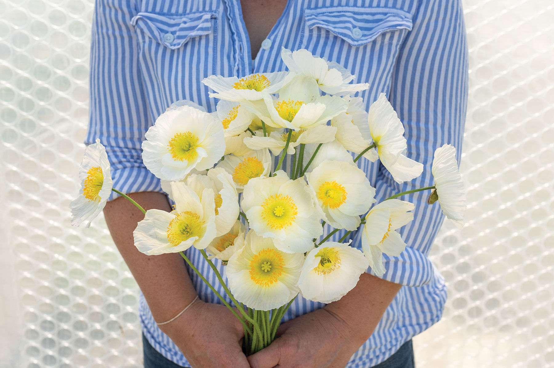 Champagne Bubbles White Poppy