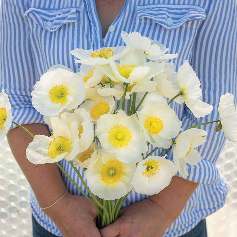 Champagne Bubbles White Champagne Bubbles White Poppy