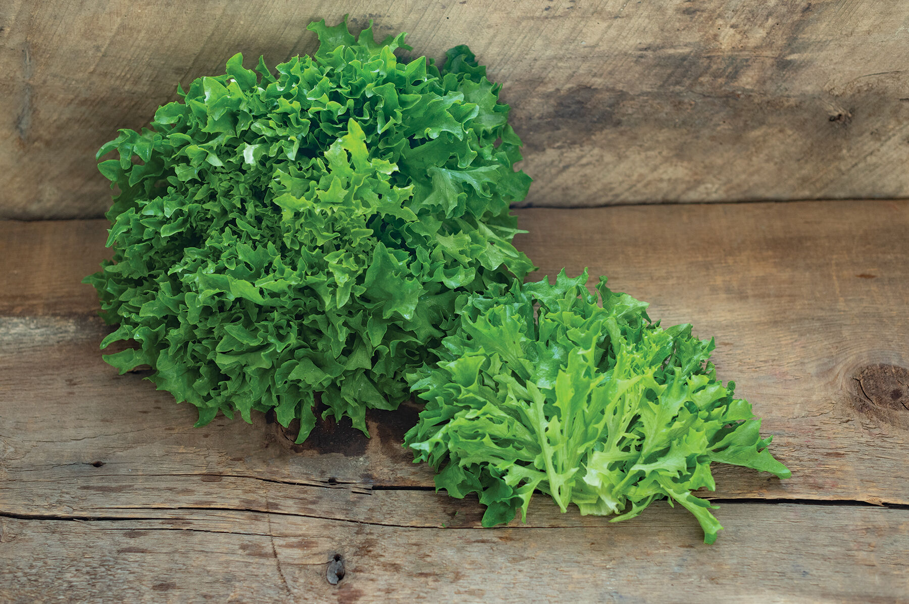 Ezpark - Organic Pelleted Lettuce Seed | Johnny's Selected Seeds