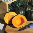 Honey Bear Winter Squash