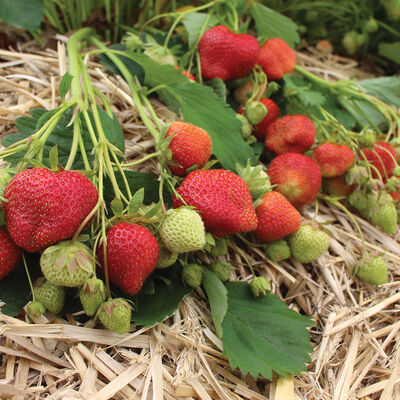 Darselect Strawberry Bare-Root Plants