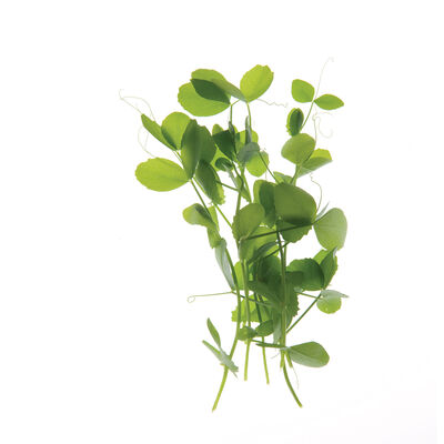 Field Pea Shoots