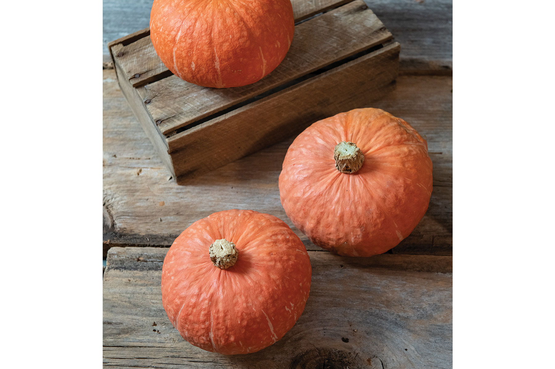 Marmalade Winter Squash
