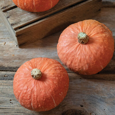 Marmalade Marmalade Winter Squash