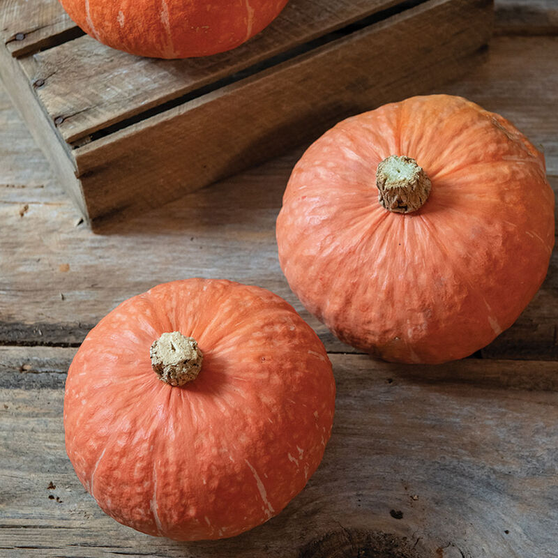 Marmalade Marmalade Winter Squash