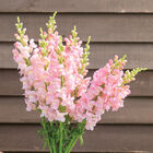 Avignon Light Rose II Snapdragon