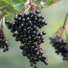 Samdal Elderberry