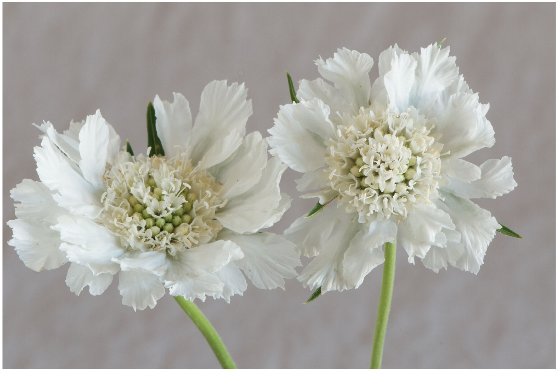 White scabiosa hot sale