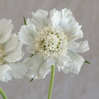 Fama White Scabiosa (Pincushion Flower)