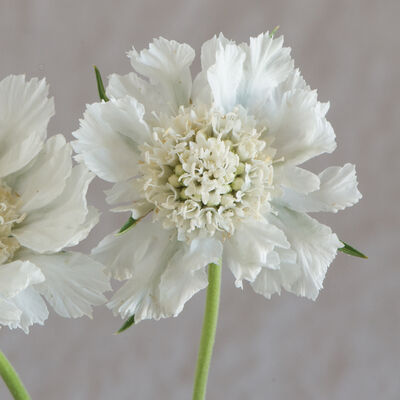 Fama White Fama White Scabiosa (Pincushion Flower)