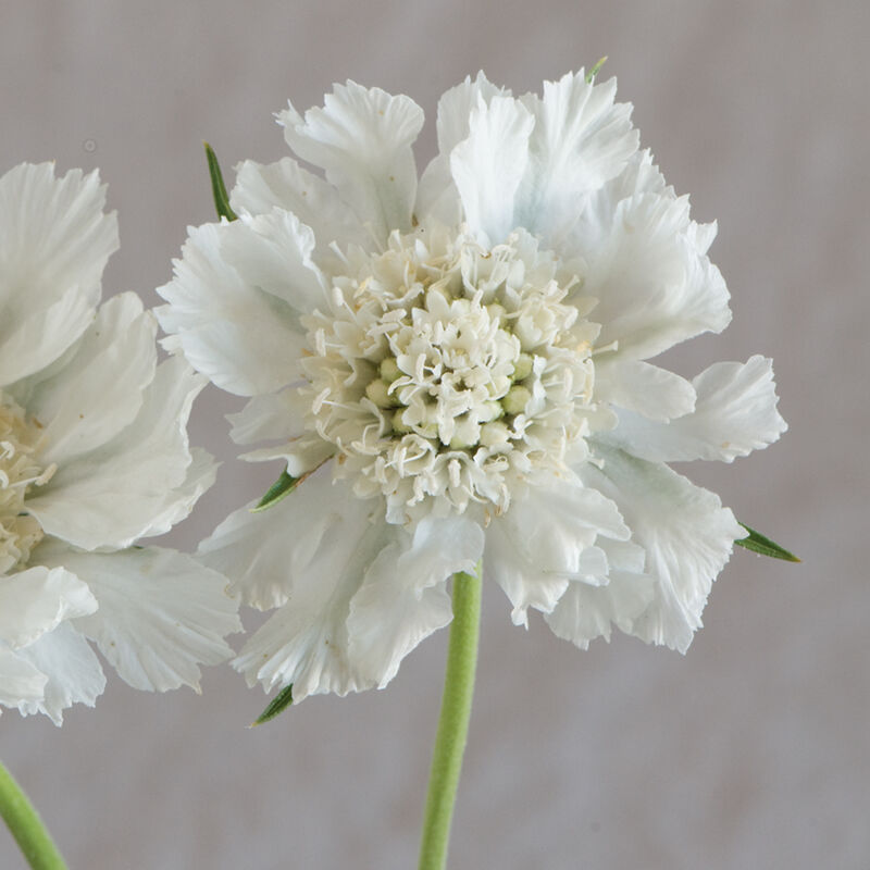 Fama White Fama White Scabiosa (Pincushion Flower)