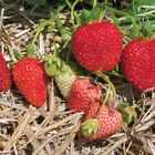 Albion – Spring-Planted Strawberry Bare-Root Plants