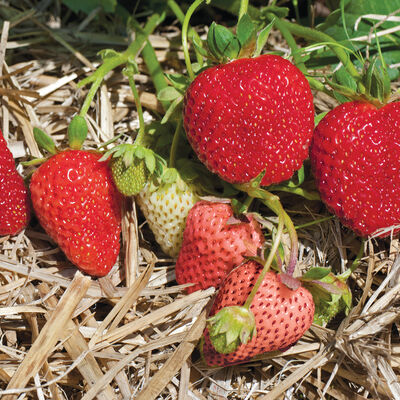 Albion – Spring-Planted Strawberry Bare-Root Plants