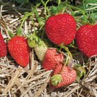 Albion Strawberry Bare-Root Plants