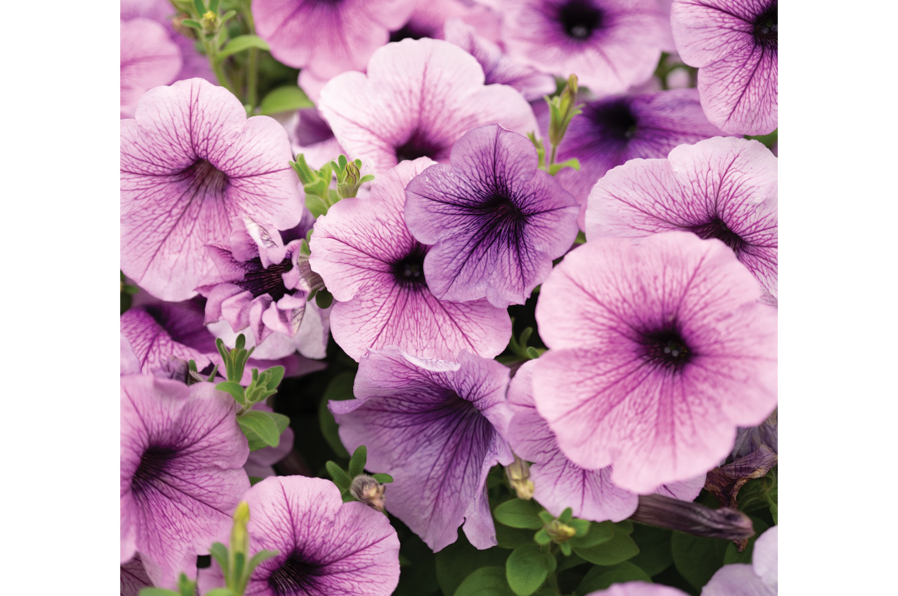 Easy-to-Grow Garden Seeds | Johnny's Selected Seeds