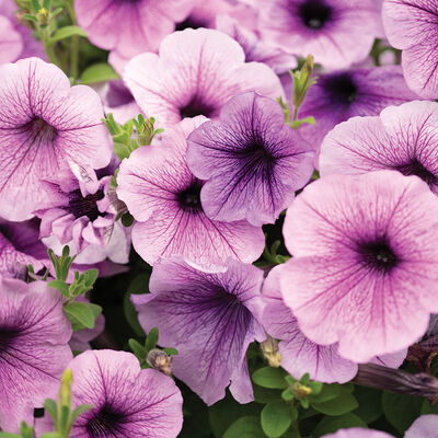 Easy Wave® Plum Vein Petunia