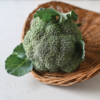 Kariba Standard Broccoli