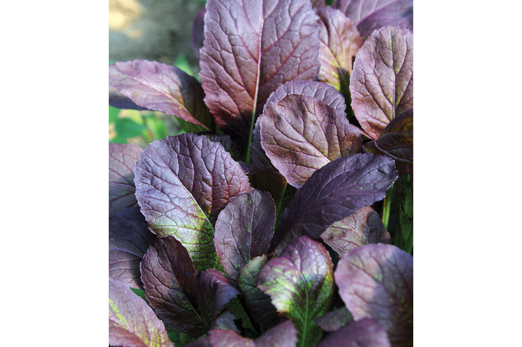 Garnet Giant Mustard Greens