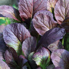 Garnet Giant Garnet Giant Mustard Greens