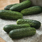 Excelsior Pickling Cucumbers
