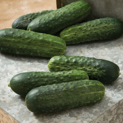 Excelsior Pickling Cucumbers