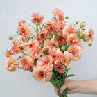 Butterfly™ Eris® Ranunculus