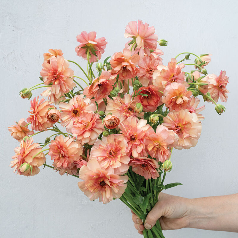 Butterfly™ Eris® Ranunculus